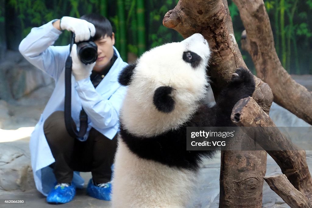 Chris Lee Celebrates The World's Only Alive Panda Triplets' Half Year Birthday