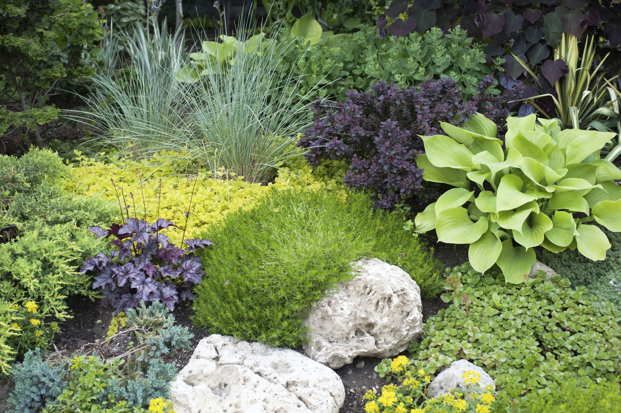 low maintenance garden