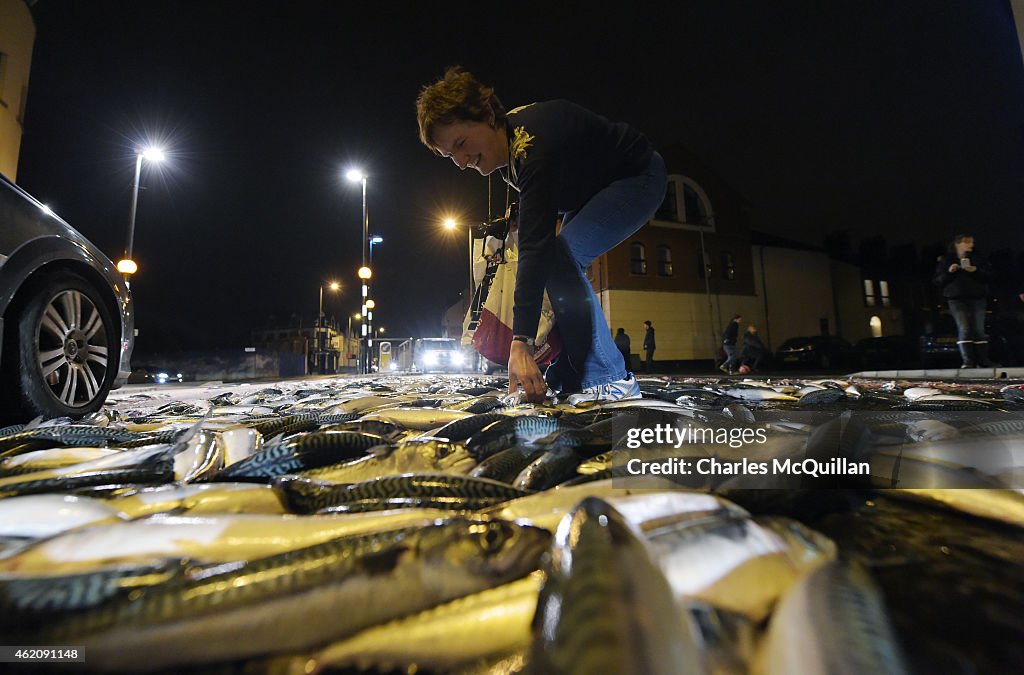 Massive Fish Spilling On Ravenhill Road In Belfast