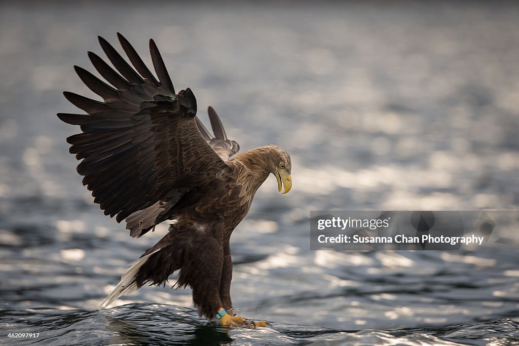 White Tailed Sea Eagle -