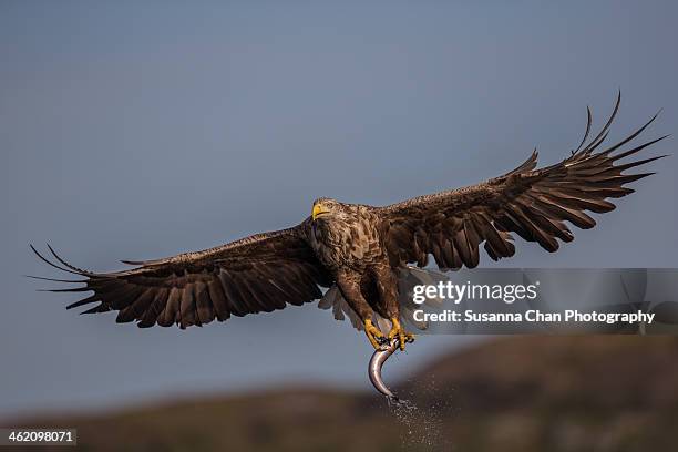 white tailed sea eagle - flatanger stock pictures, royalty-free photos & images