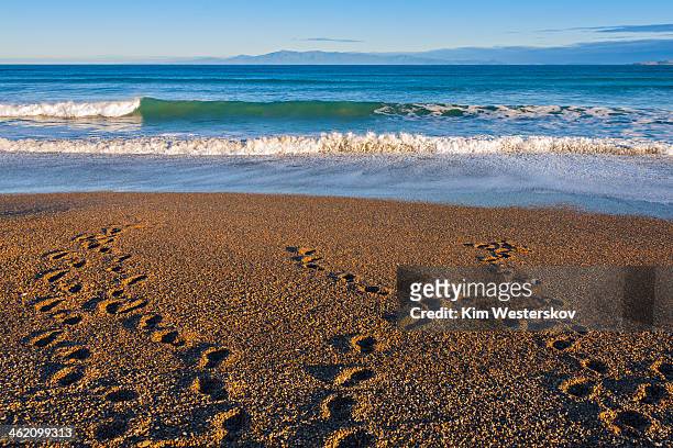 footprints on beach of golden pebbles - westerskov stock pictures, royalty-free photos & images