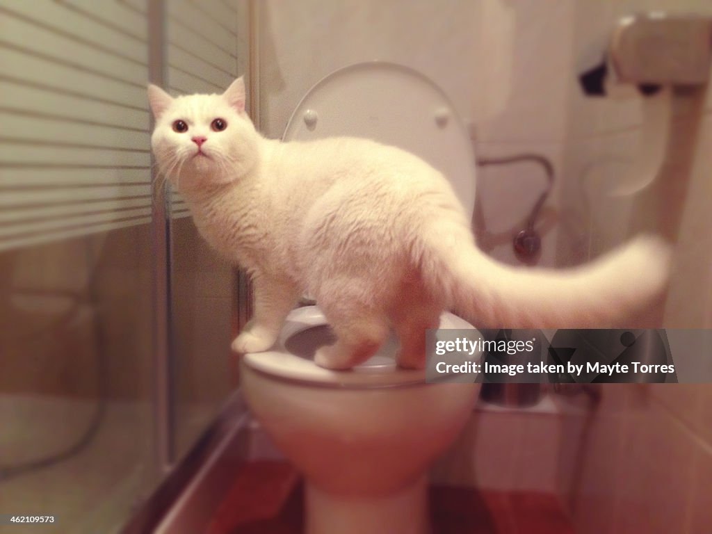 Cat standing in toilet