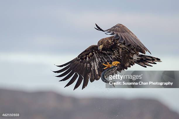 juvenile white tailed eagle - white perch fish stock pictures, royalty-free photos & images