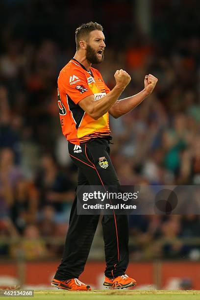 Andrew Tye of the Scorchers celebrates after dismissing John Hastings of the Stars during the Big Bash League Semi Final match between the Perth...