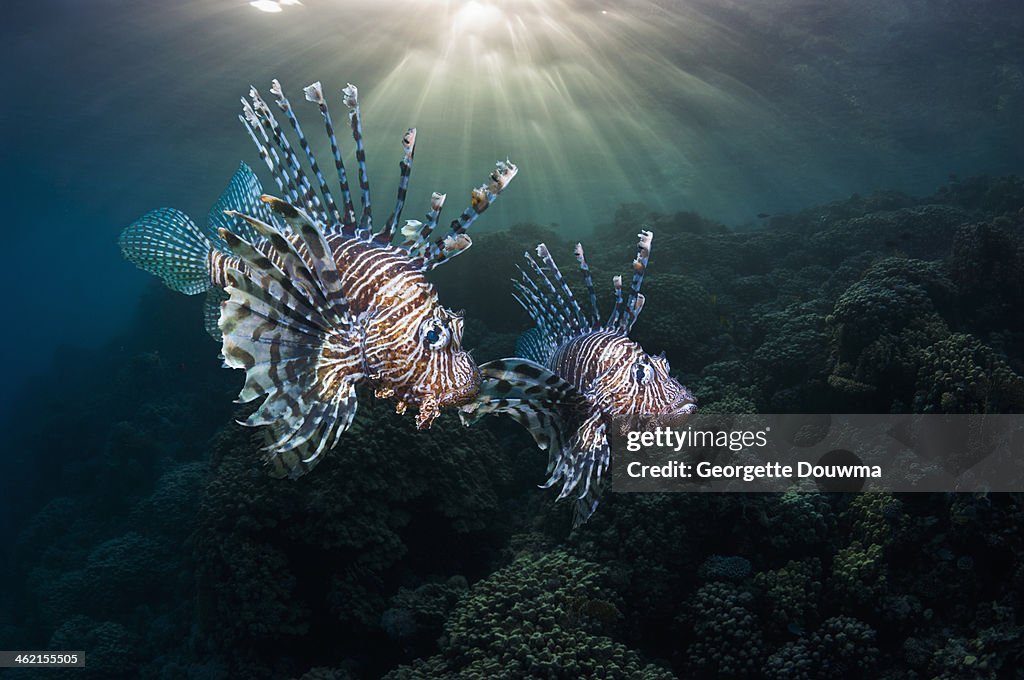 Lionfish over coral reef