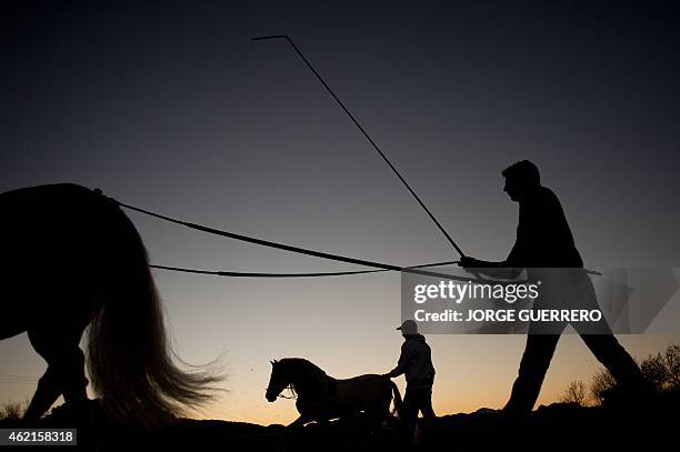 Jose Manuel Lopez and Cristobal Ruiz train dressage riding horses at sunset, in the southern Spanish town of Ronda on January 25, 2015. AFP PHOTO/...