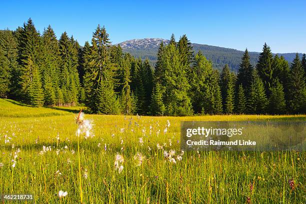 mountain meadow - riezlern imagens e fotografias de stock