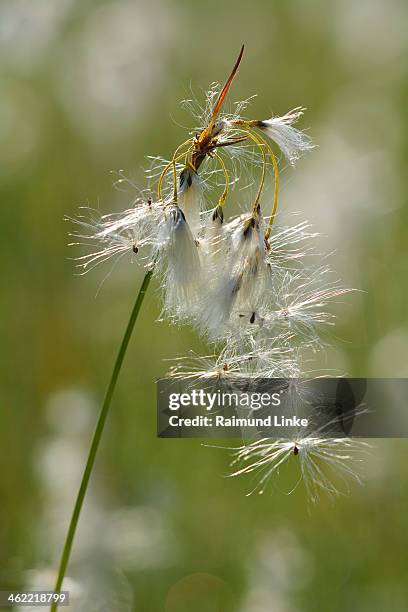 cottongrass - riezlern imagens e fotografias de stock