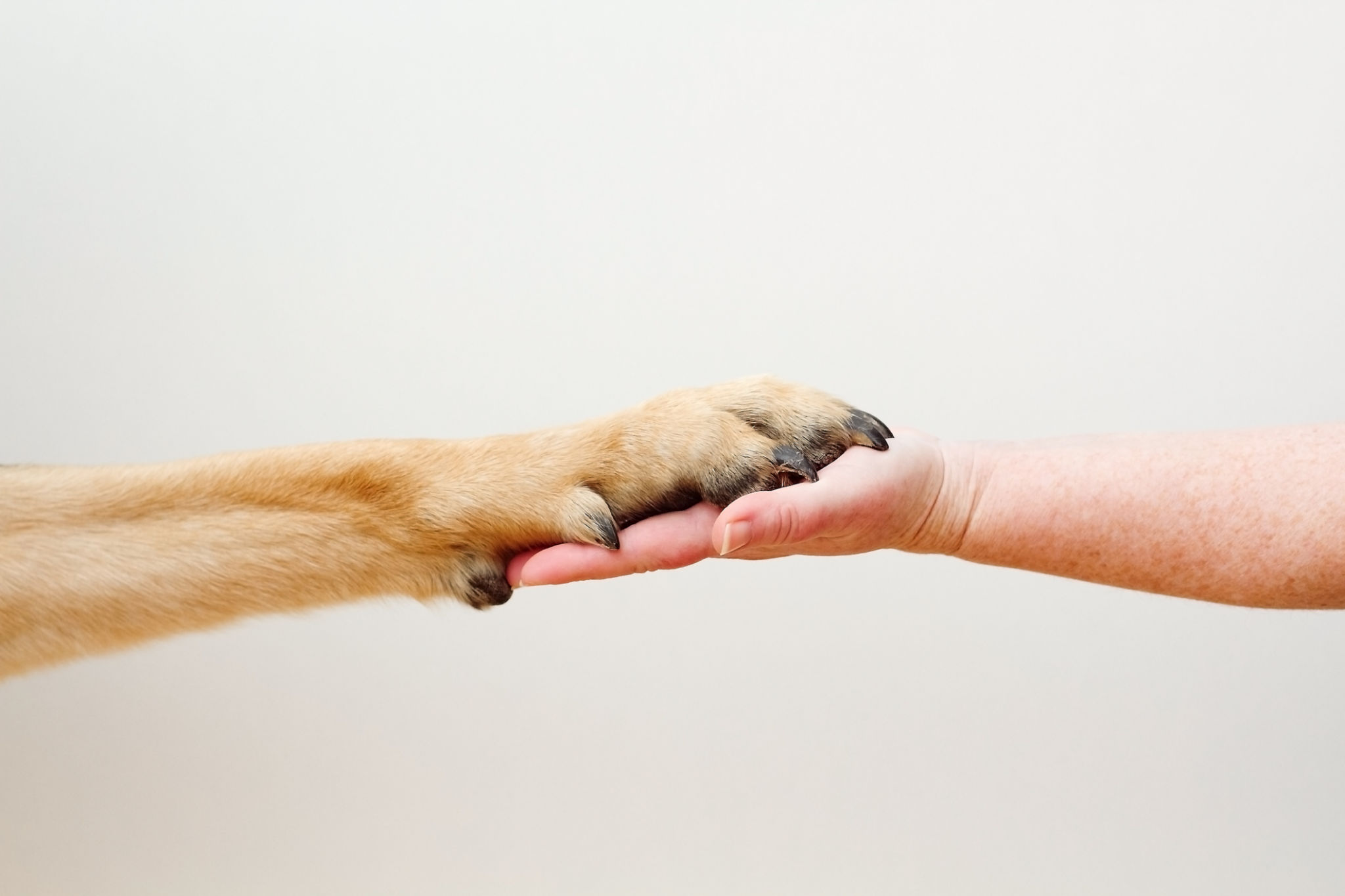 hand and dog paw holding hands hand and dog paw holding hands