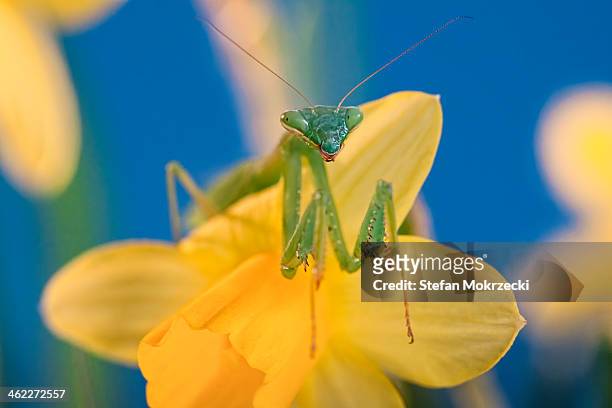 south african or springbok praying mantis - african praying mantis stock pictures, royalty-free photos & images