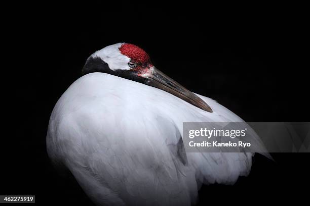 red-crowned crane. - japanese crane stock pictures, royalty-free photos & images