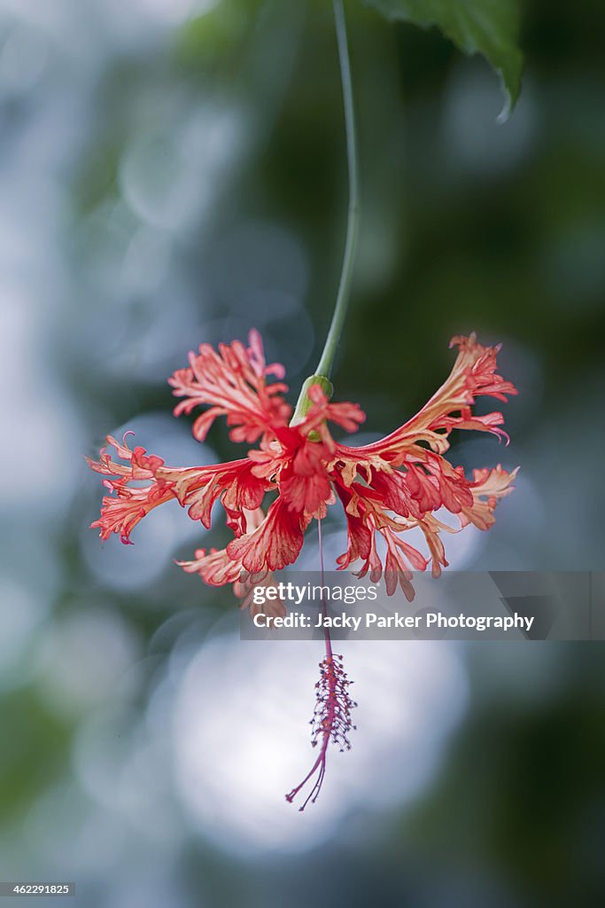 Hibiscus schizopetalus flower - Japanese Lantern