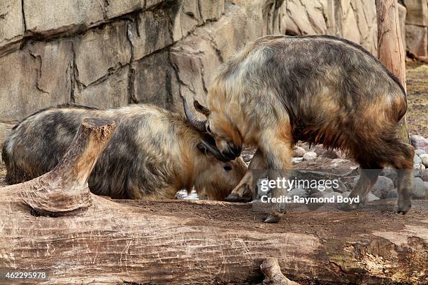 Takin Rearing Sichuan Takin Photos and Premium High Res Pictures - Getty Images