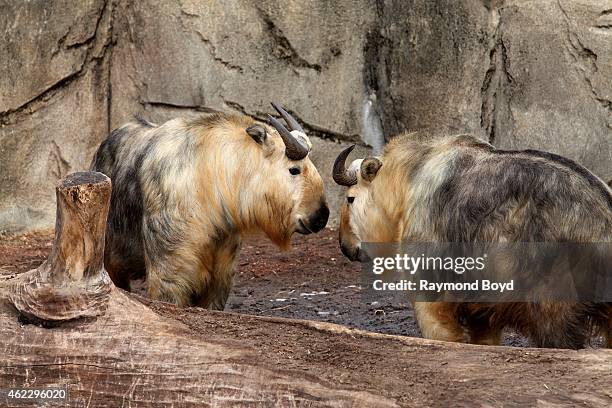 Takin Rearing Sichuan Takin Photos and Premium High Res Pictures - Getty Images