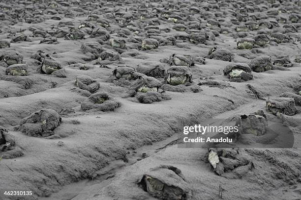 Vegetables covered by mud and pozzolana as Indonesians in North Sumatra suffer the volcanic ashes of Mount Sinabung, January 13, 2014. By December 28...