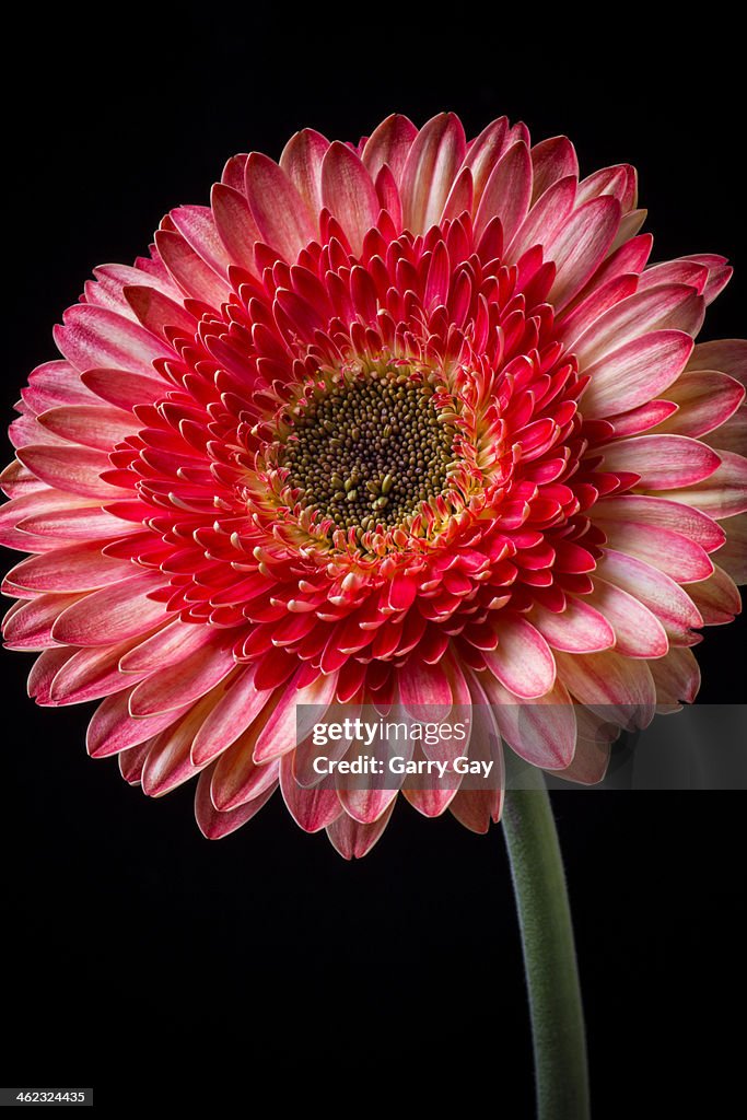 Beautiful  pink gerbera daisy