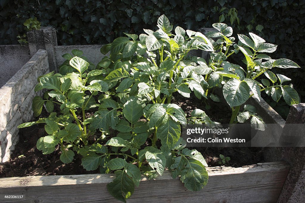 Potatoes growing in compost heap