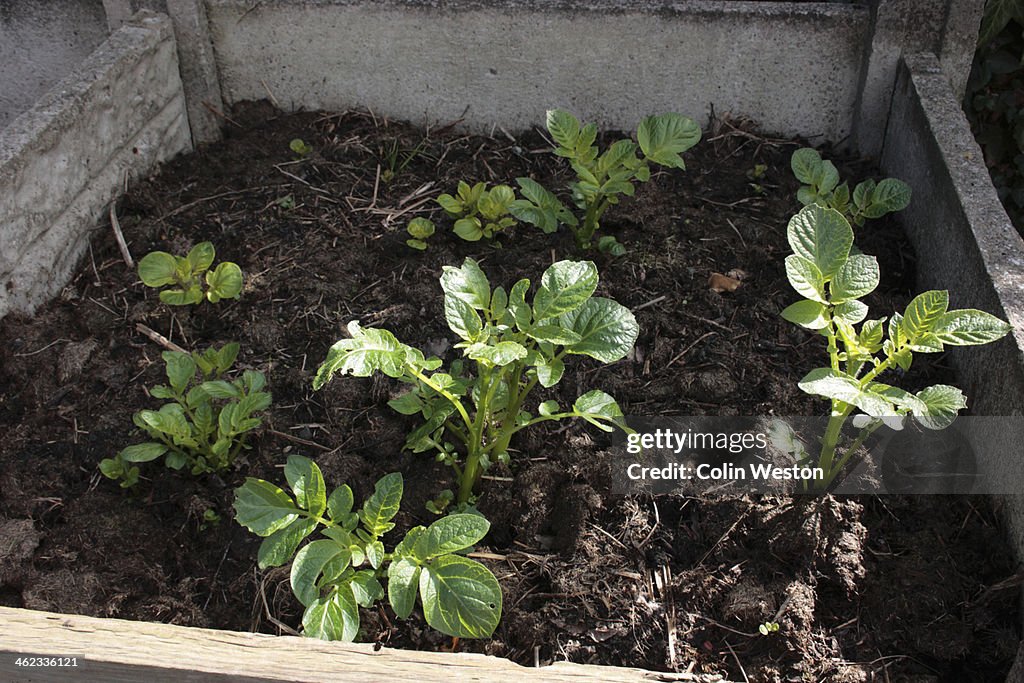 Potatoes growing in compost heap