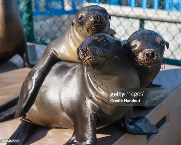 In this handout image provided by SeaWorld San Diego, California sea lion pups recover at SeaWorld San Diego's Animal Rescue Center January 27, 2015...