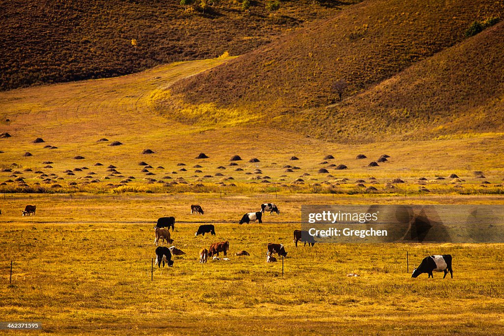 Wind-swept pastures of cows and sheep