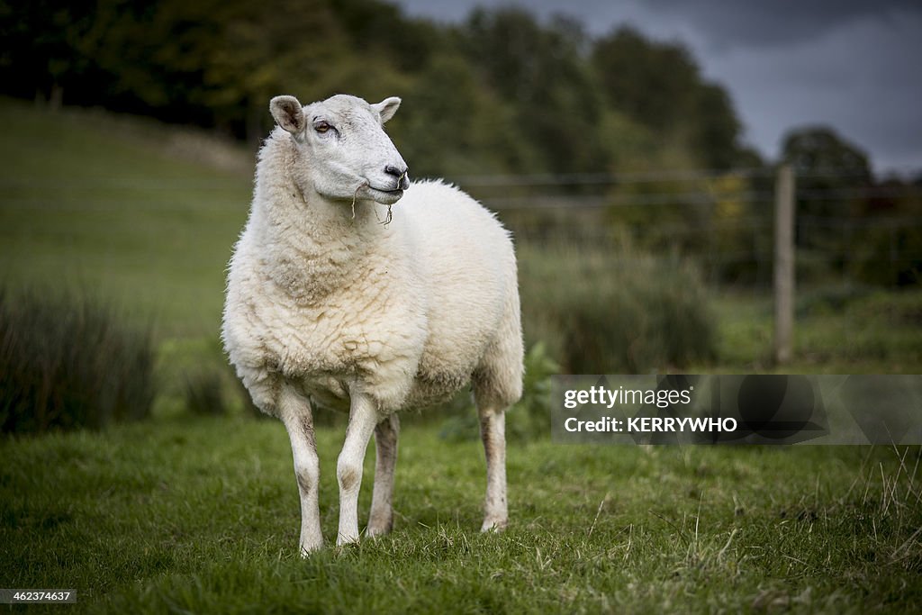 Sheep in a field of grass