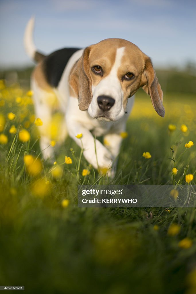 Beagle dog in buttercup field