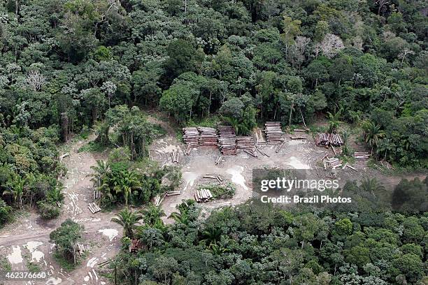 Amazon rainforest clearance for agriculture, near Santarem - illegal cutted log hidden in forest from IBAMA - Brazilian Environmental Agency -...