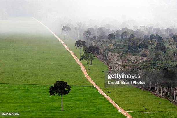 Soy plantation in Amazon rainforest near Santarem - deforestation for the agribusiness - economic development creating environmental degradation -...