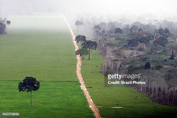 Soy plantation in Amazon rainforest near Santarem - deforestation for the agribusiness - economic development creating environmental degradation -...