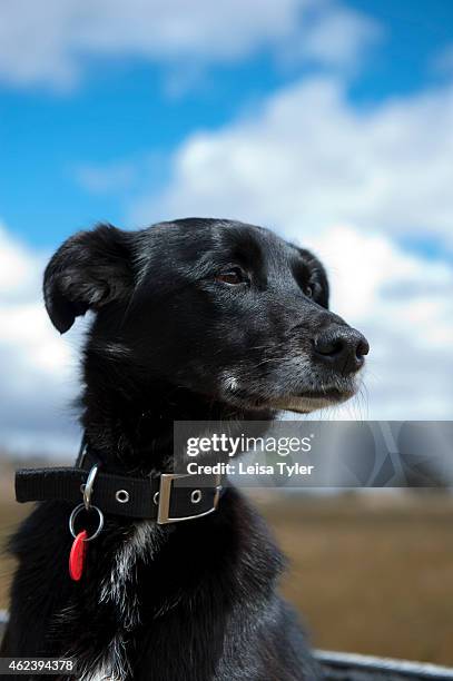 Kelpie dog at 28 Gates, a renovated 1930s stables cum sheerer quarters that has been turned into guest accommodation set on a 6000 acre station in...