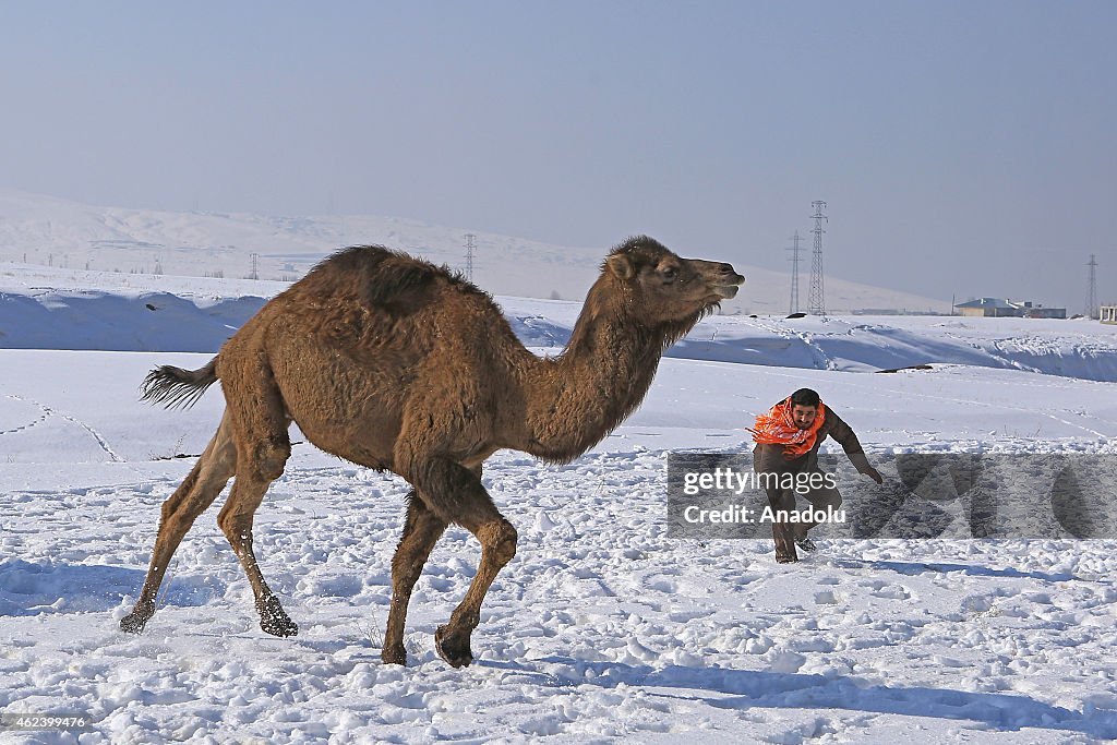Camel training in Turkey's Van