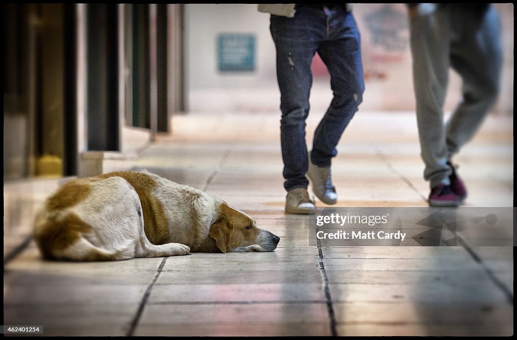 Street Dogs Of Athens