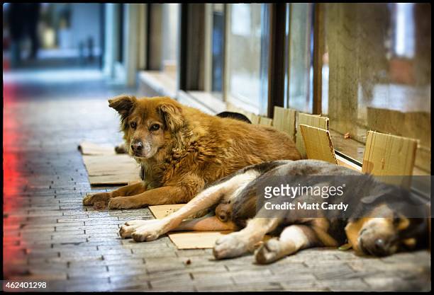 Stray dog sleeps in front of a branch of McDonald's in the centre of Athens on January 21, 2015 in Athens, Greece. Stray dogs are a common sight in...
