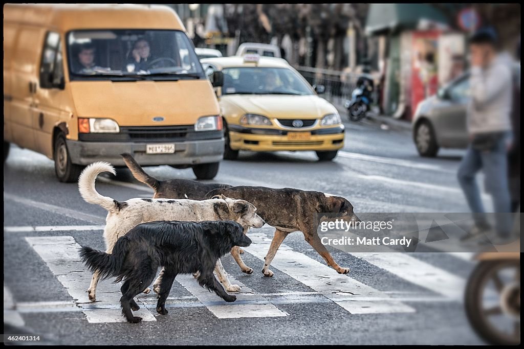 Street Dogs Of Athens