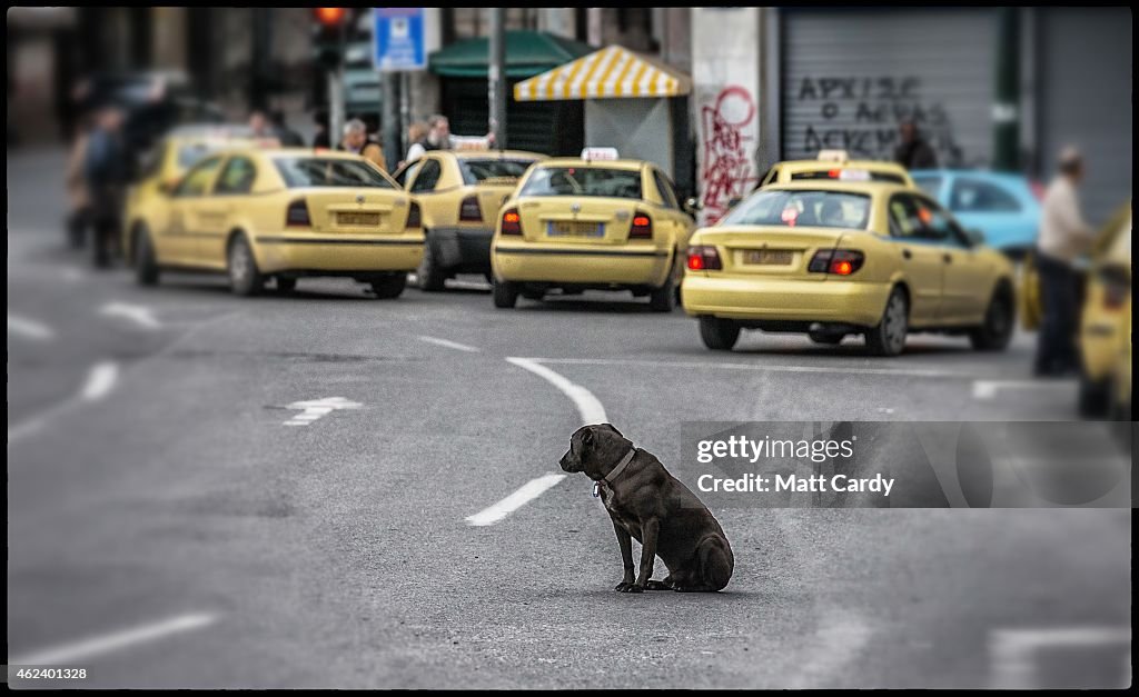 Street Dogs Of Athens