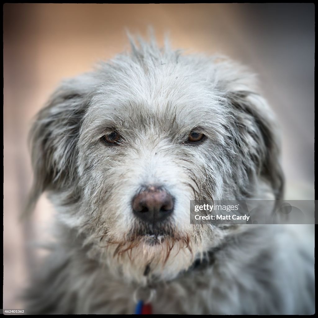 Street Dogs Of Athens