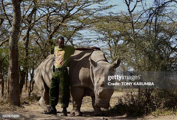 Park ranger named Mohammed stands next to a nothern white female rhinoceros named Najin at Ol Pejeta Conservancy, some 290 kms north of the Kenyan...