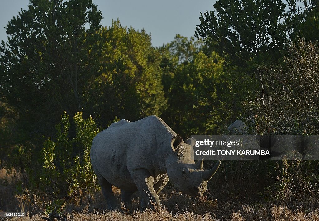 KENYA-ENVIRONMENT-POACHING-WILDLIFE-RHINOS