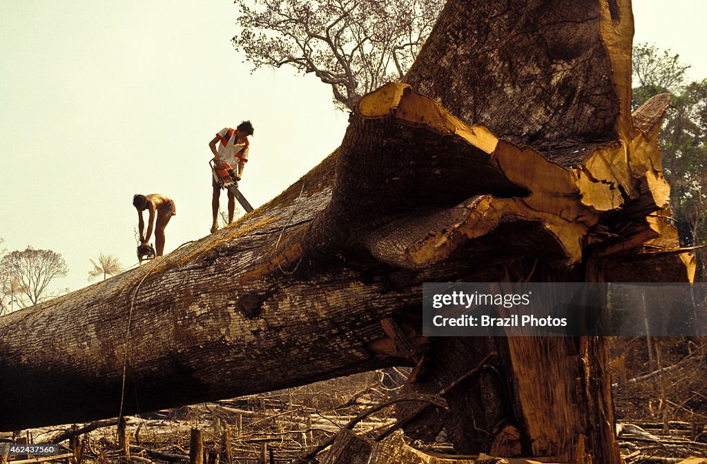 Logging, Amazon rainforest clearance, workers cut down a...