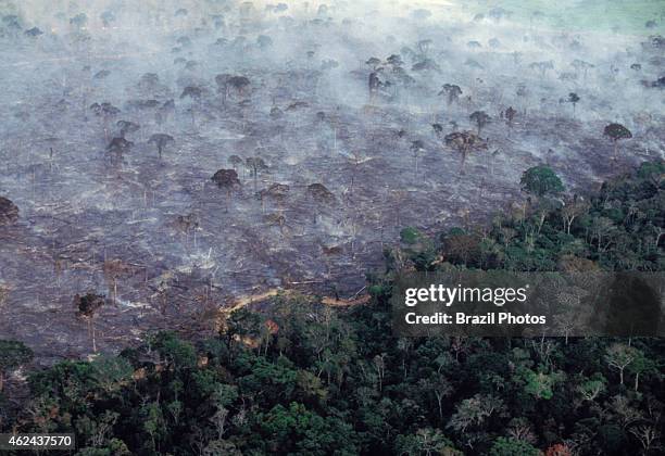 Aerial view of Amazon rainforest burning, farm management with deforestation.