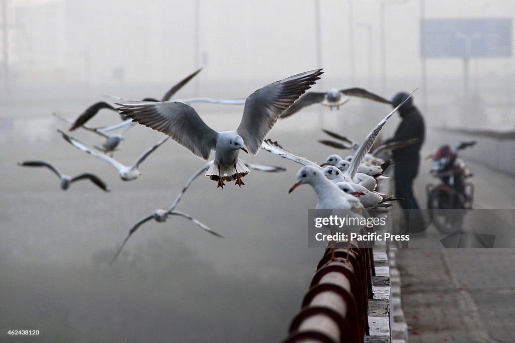 Migratory birds at the Yamuna River. Hundreds of migratory...