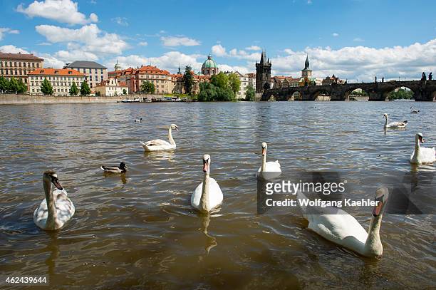 Swans on the Vltava River with Charles Bridge in background in Prague, the capital and largest city of the Czech Republic.