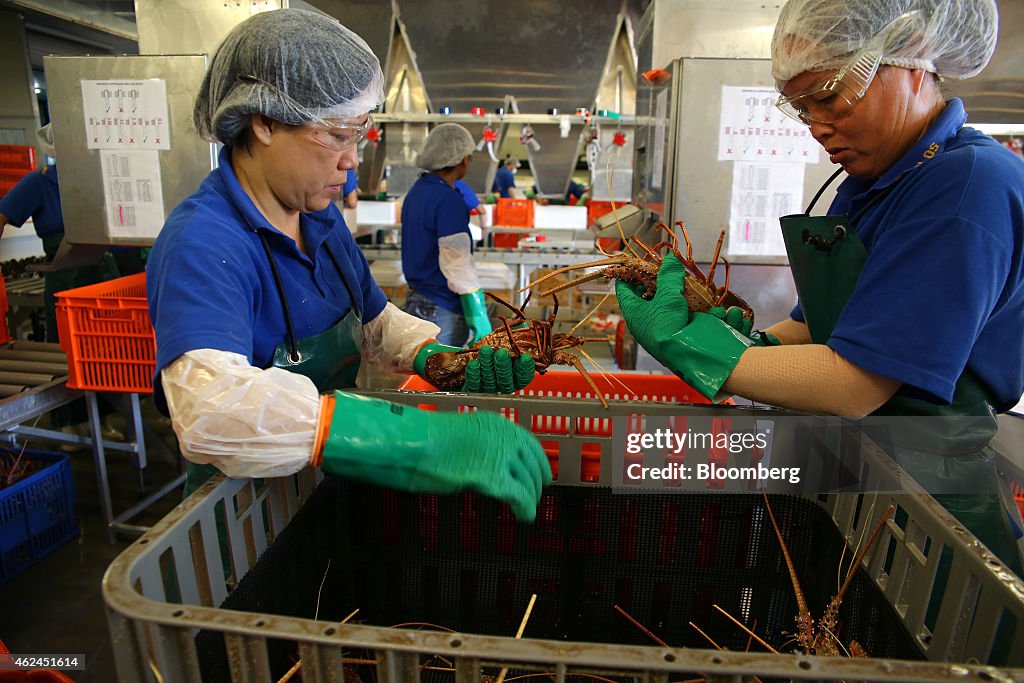 Australian Seafood Travel 5,000 Miles To Chinese Diners