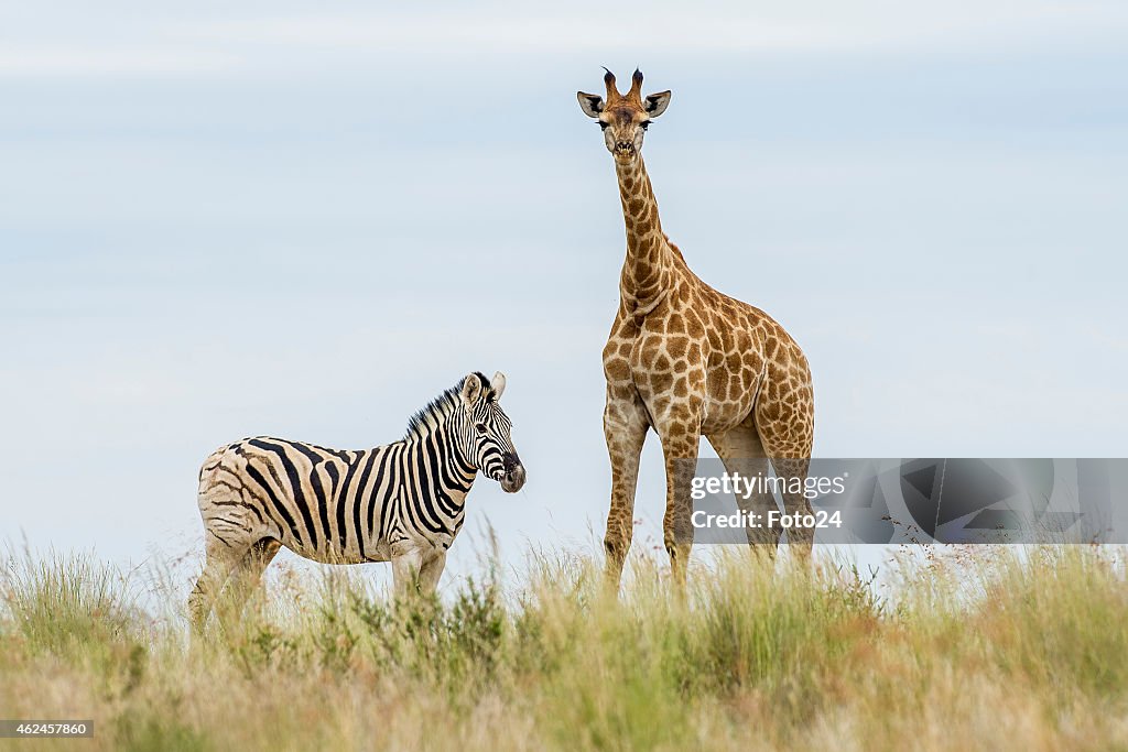 Giraffe and Zebra Friendship