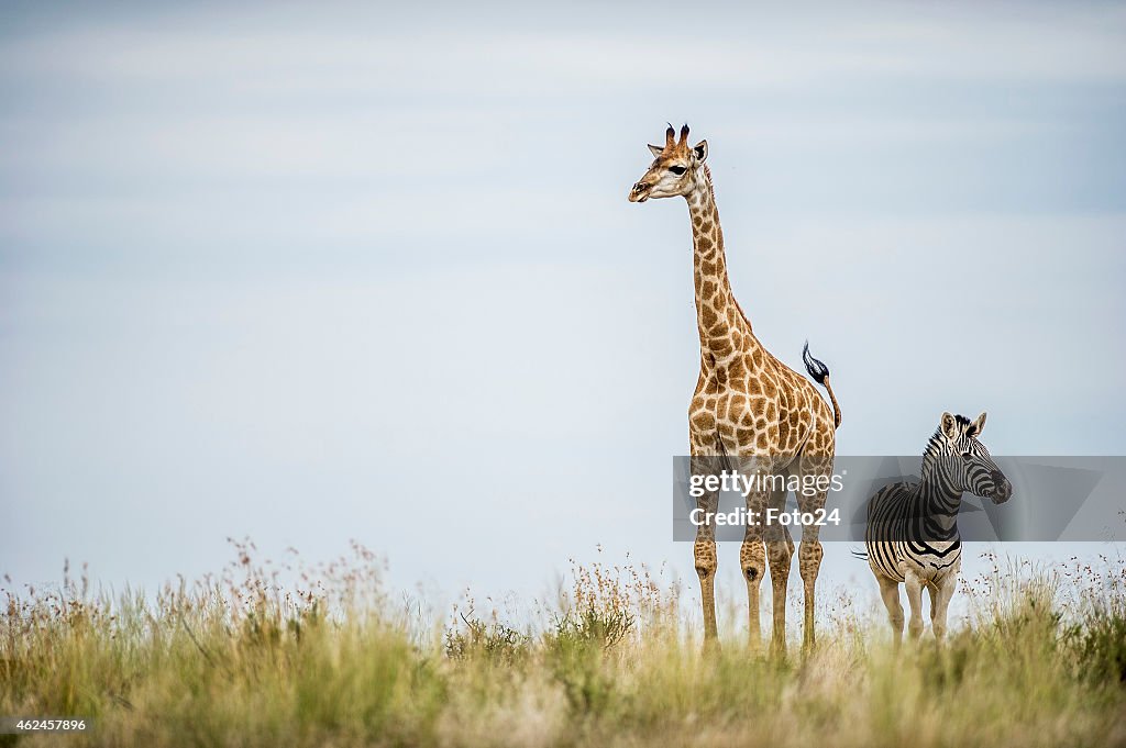 Giraffe and Zebra Friendship