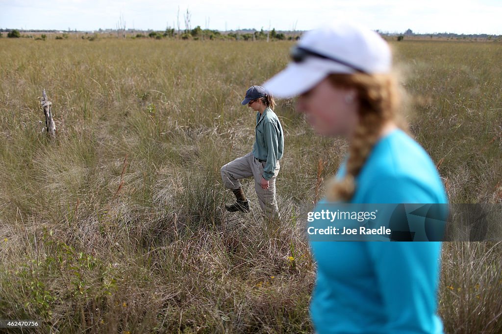 Biologists Track Northern African Pythons In Florida's Everglades