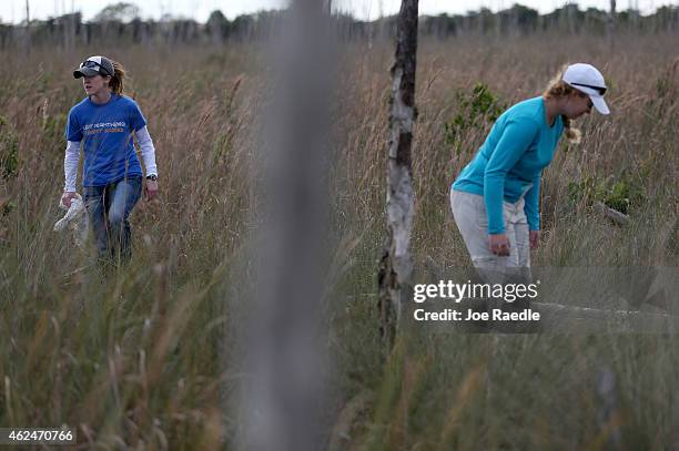 Emily Kluga and Molly Conway, both of whom are volunteers with the National Park Service, hunt for Northern African rock pythons and other non-native...