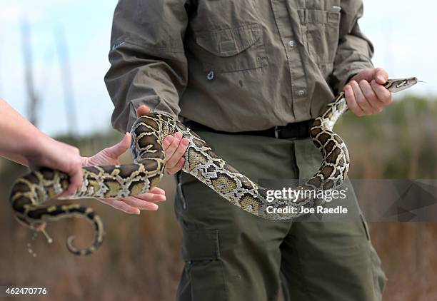 Jenny Ketterlin Eckles a non-native Wildlife Biologist, and Edward Mercer, non-native Wildlife Technician, both with the Florida Fish and Wildlife...