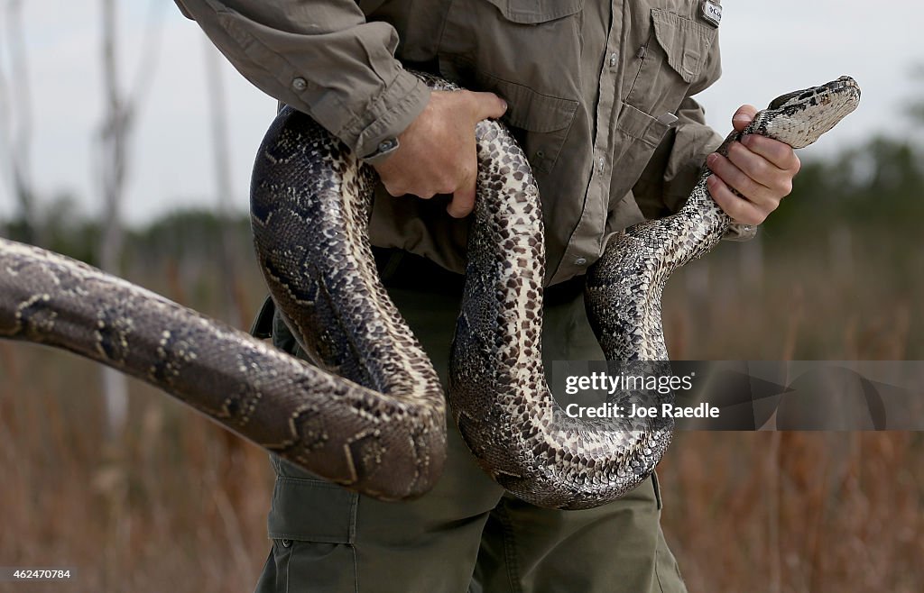 Wild African Python Edward Mercer, a Florida Fish and Wildlife Conservation Commission ...